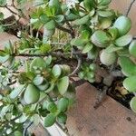 Crassula ovata পাতা