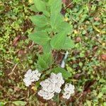 Stevia ovata Fleur