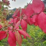 Euonymus alatus Leaf