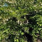 Styrax japonicus Hábito