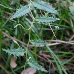 Kennedia coccinea Leaf