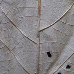 Styrax pallidus Drugo