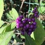 Callicarpa americanaBlomma