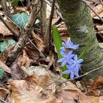 Scilla bifolia Kwiat