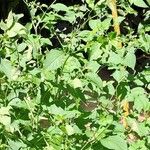 Solanum scabrum 葉