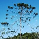 Dacrydium araucarioides Celota