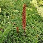 Orobanche elatior Агульны выгляд