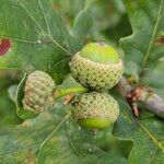 Quercus robur Fruit