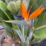 Strelitzia reginae 葉