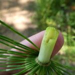 Equisetum telmateia 樹皮