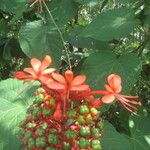 Clerodendrum buchananii Flor