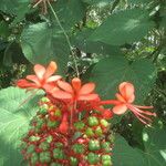 Clerodendrum buchananii Kvet