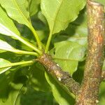 Terminalia bucidoides Leaf