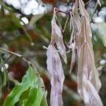 Saraca indica Leaf