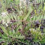 Astragalus canadensis Flower