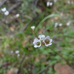 Micranthes californica Flor