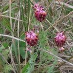 Platycapnos spicata Flor