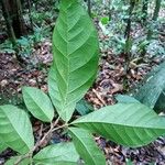 Trichilia pallida Leaf