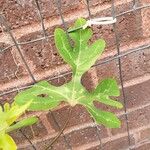 Adenia metamorpha Blad