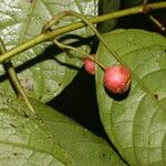 Siparuna thecaphora Fruit