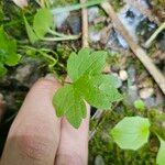 Ranunculus parviflorusBlad