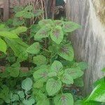 Amaranthus tricolor برگ