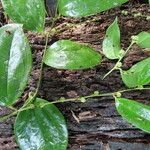 Smilax domingensis Folha