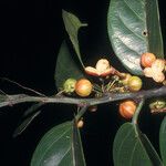 Casearia bicolor Fruto