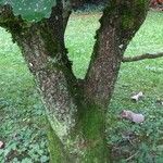 Quercus dentata Bark