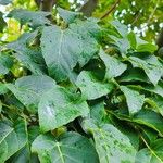 Acer capillipes List