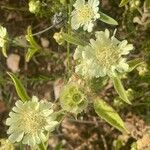 Lomelosia palaestina Flor