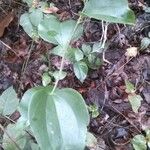 Smilax glauca Агульны выгляд