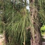 Casuarina equisetifolia Levél