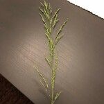 Panicum dichotomiflorum Blatt