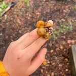 Solanum carolinense Плод