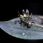 Trichosalpinx egleri Kvet