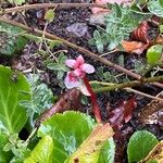 Bergenia crassifolia Blatt