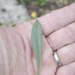 Scorpiurus muricatus Leaf