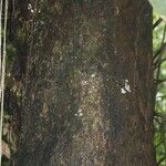 Andira inermis Bark