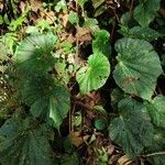 Begonia urophylla Levél