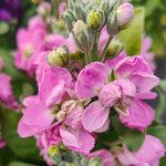 Matthiola incana Flower