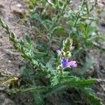 Verbena canescens Elinympäristö