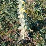 Verbascum lychnitis Habitat