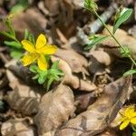 Hypericum australe Flower