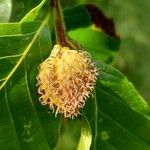 Fagus crenata Fruto