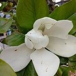 Magnolia grandiflora Bloem