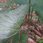 Adenostyles alpina Likasa