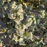 Atriplex laciniata Fruit