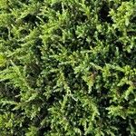 Juniperus rigida Blatt