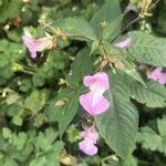 Impatiens glanduliferaFlower